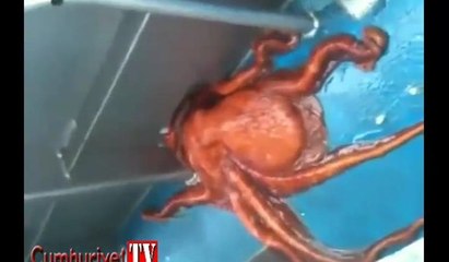 Teknedeki ahtapot küçük delikten böyle kaçtı