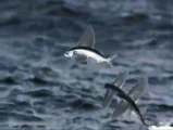 Uçan Balıklar - Hiç Balık Uçar mı? demeyin. Parexocoetus brachypterus