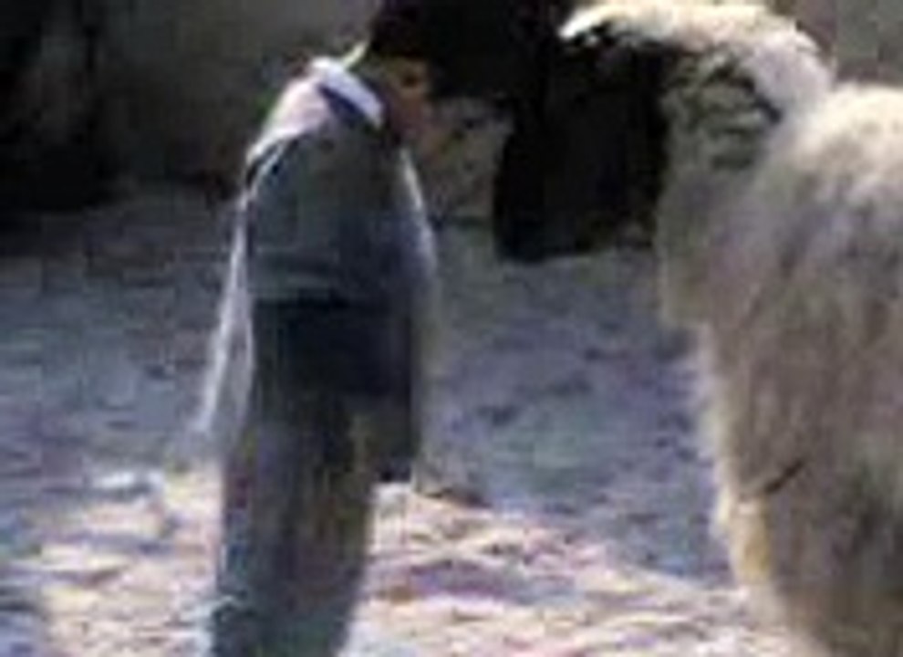 funny video