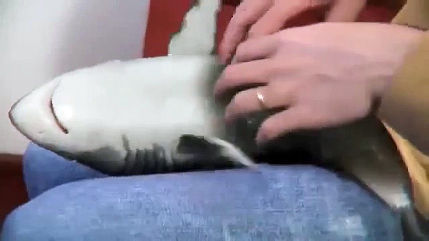 toy shark that looks real