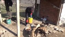 Taşova'da Köpek Yavrularını Sevgiyle Isıtıyor