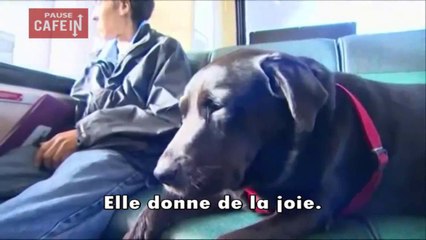 Eclipse, le chien qui prend le bus seule pour aller au parc.