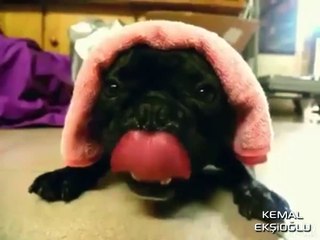 Kendini Motor Sanan Köpek