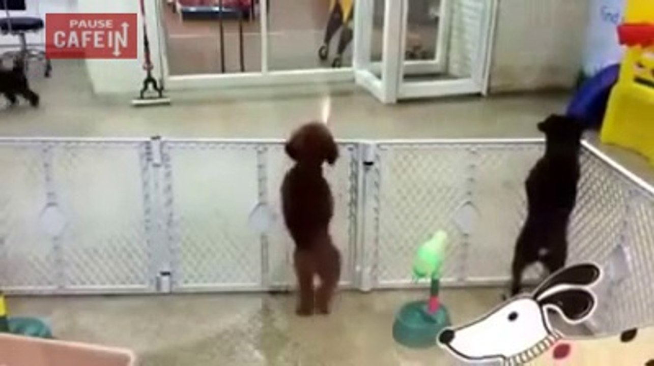 Il accueille ses nouveaux maitres avec une danse hilarante !