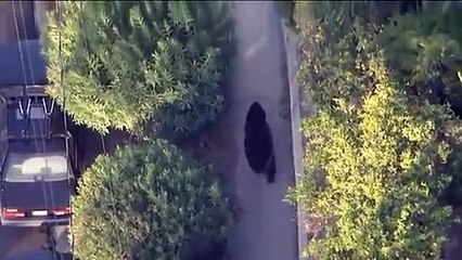 Télécharger la video: Un gars qui textote ne voit pas qu'il marche près d'un ours! Flippant...