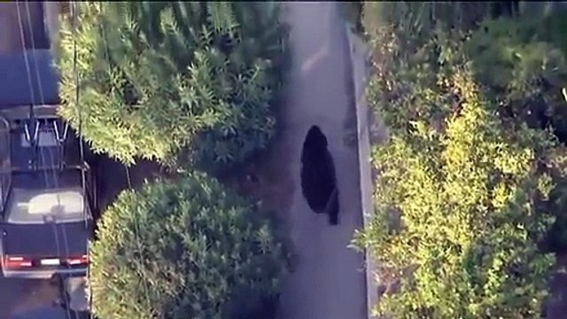 Guy Walks Into Giant Bear While Texting on his phone : so scary!