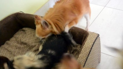 5 chihuahuas en pleine " bagarre"