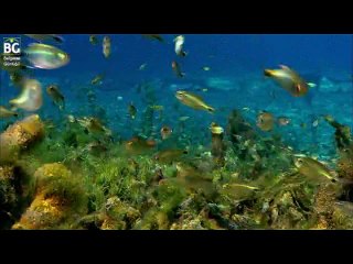 Dünyanın en büyük sulak alanı: Pantanal - Brezilya