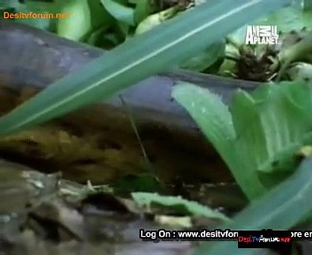 Animal Planet Safari 21st January 2015 Video Watch Online Pt3
