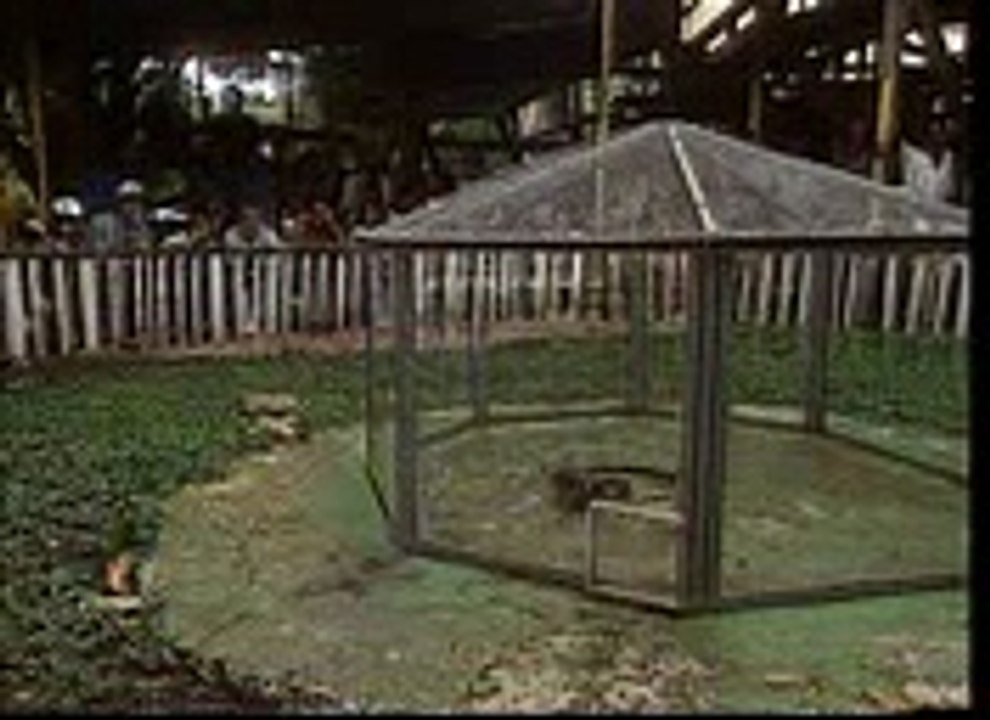BEST  ANIMAL  FIGHTING MUST WATCH