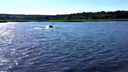Hippo Charge on Chobe River Jan2015, recorded with iPhone 6; Botswana