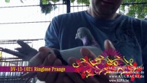 4 samce oryginaly Pana Müllera KULBACKI RACING PIGEON STUD- Hodowla Gołębi Sportowych!