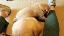 Yellow Labrador Retriever Puppies playing 6 weeks CUTE explosion (Buc~A~Buc Farm
