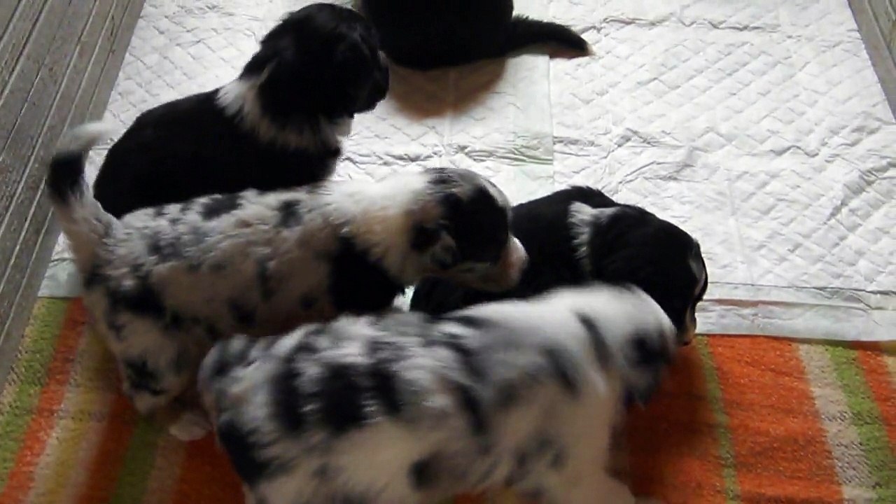 chiots berger australien