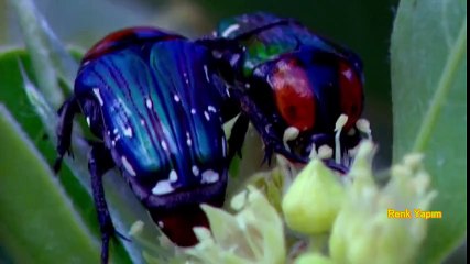 Böceklerin Renkli Dünyası Belgeseli İzle