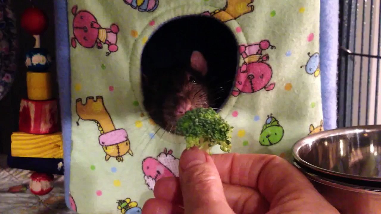 Dexter the rat hates broccoli.