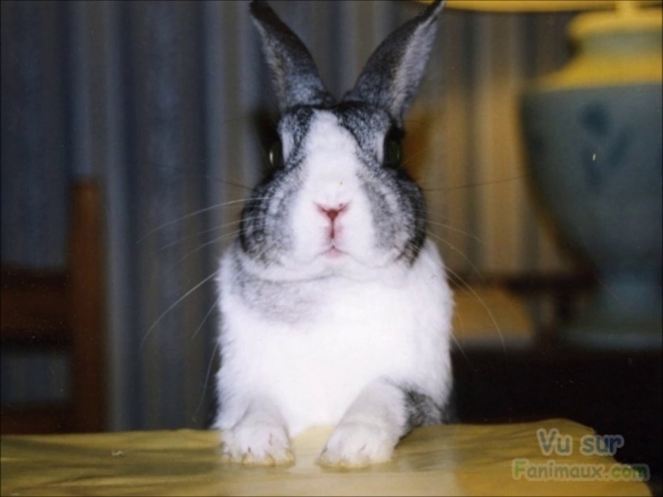 Images de Lapins