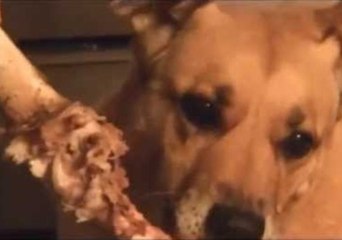 Delighted Dog Chews on Huge Bone