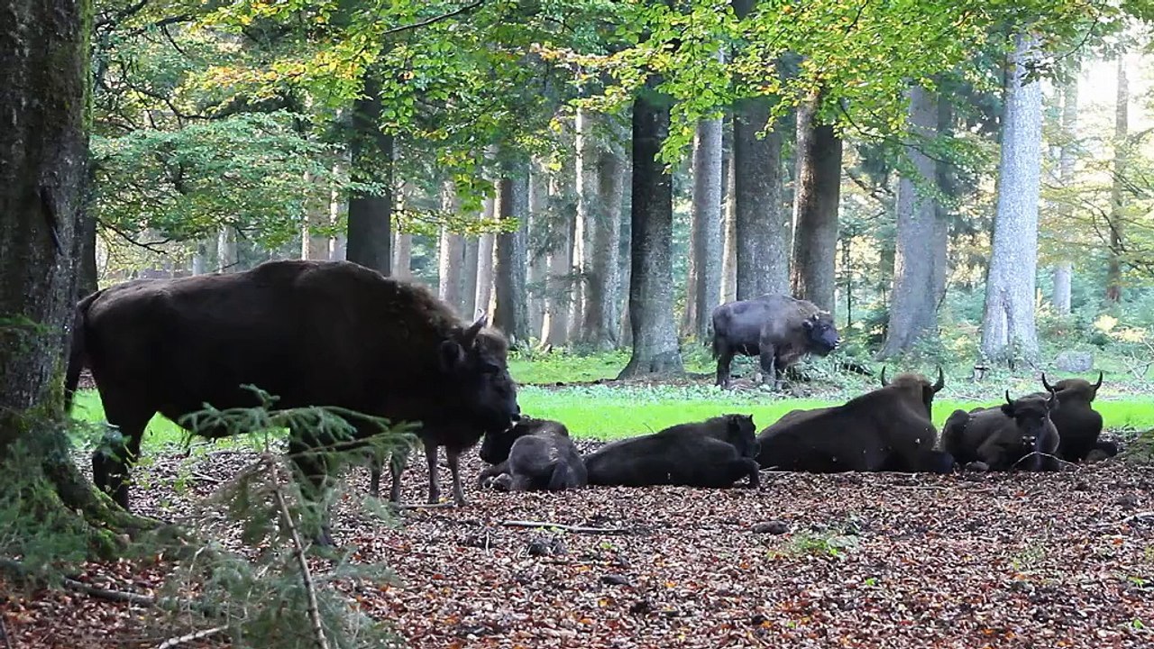 Bisons d'Europe