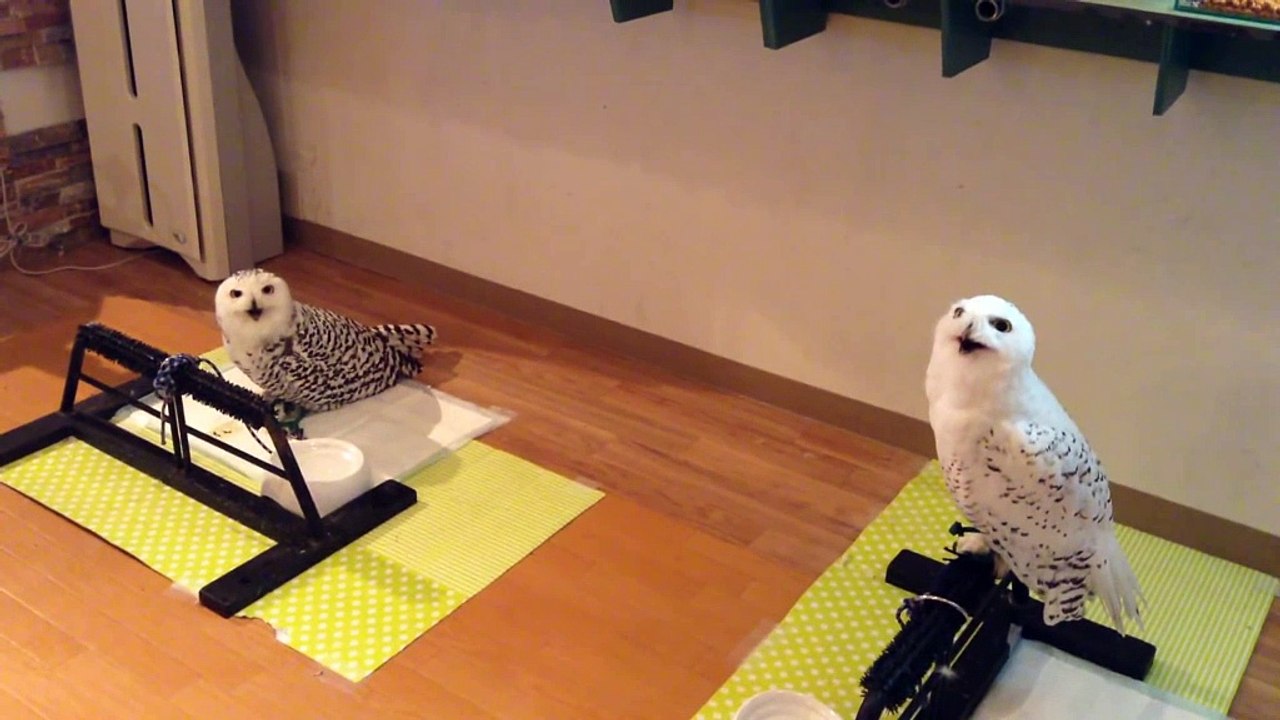 Smiling owl loves being on camera - funny clip