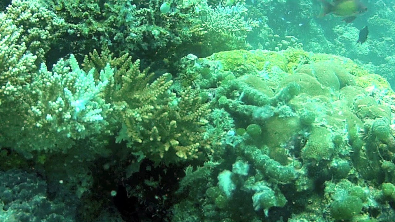 Poissons fantômes Aux Maldives "fihalhohi"