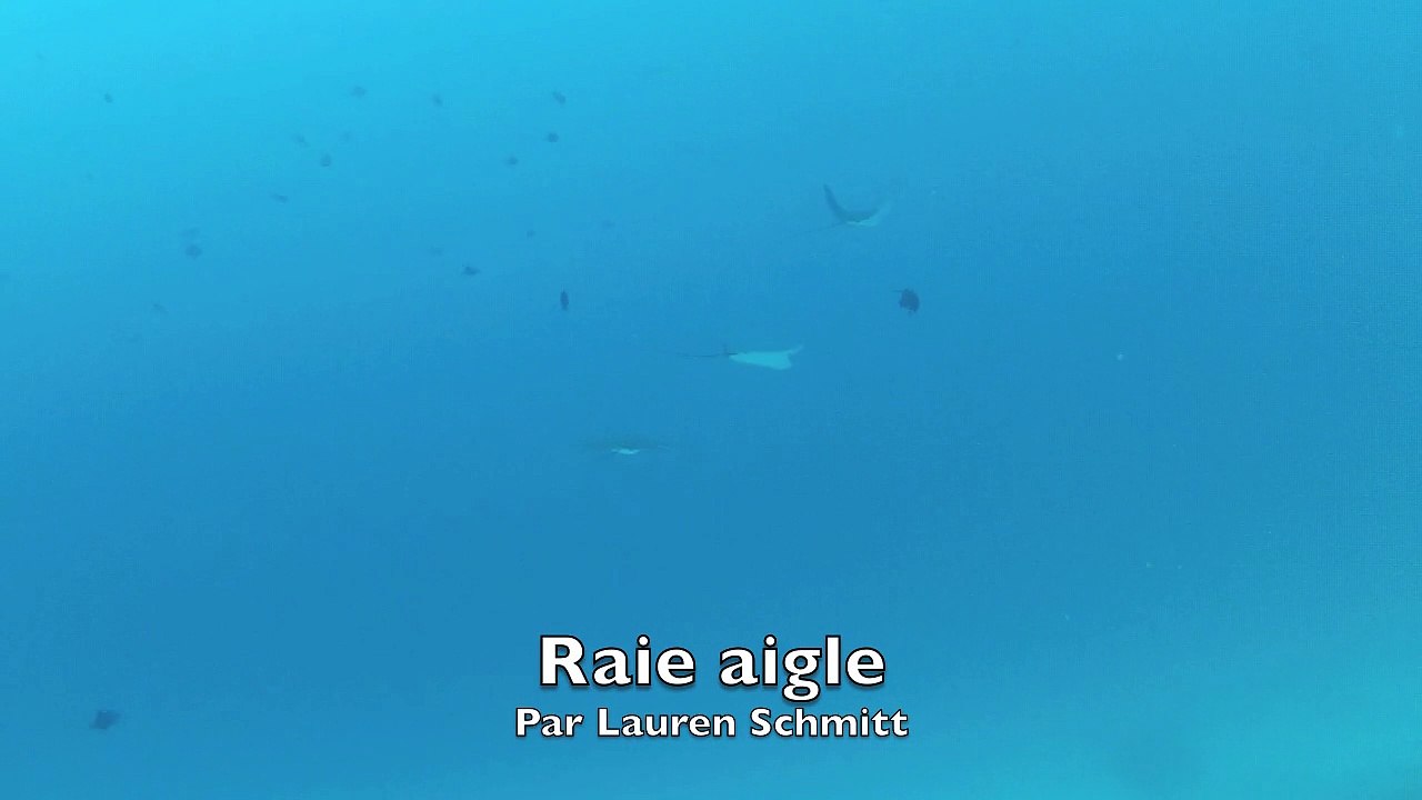 3 Raies aigle 2013 Fihalhohi