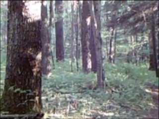 Crowdfunding : 3 millions de dollars pour capturer le "Big Foot"