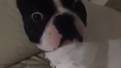 Guilty dog knows he's in trouble!