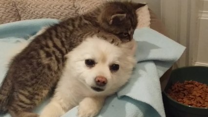 Rescued kitten loves Pomeranian dog