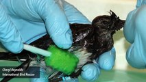 Over 100 Birds Found Dead Covered In Mysterious Goo