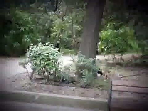 Top 10 Spiderman Cat | when cat effortlessly climbs wall