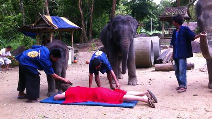 Massage d'éléphant