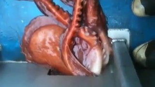 Un pieuvre qui s'échappe d'un bateau
