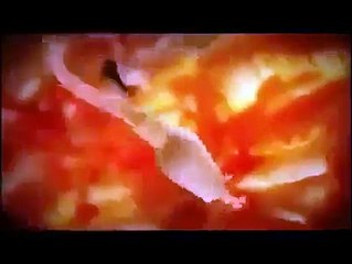 The Miracle of Human Creation - Must See!!