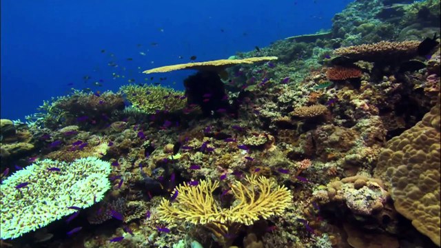 Le CORAIL avec la Fondation GoodPlanet #VRNews 26