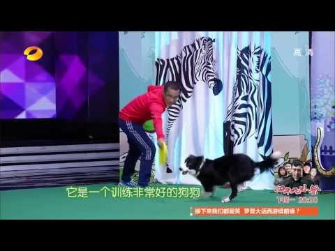 《快乐大本营》看点 Happy Camp 11/29 Recap: 世界冠军犬超酷技能惊翻全场-Super Talented World Champion Dog【湖南卫视官方版】