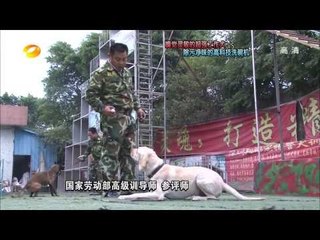 谁与争锋-狗狗大战洗碗机 另类版变形金刚大战在即-Part1【湖南卫视官方版1080P】20131209