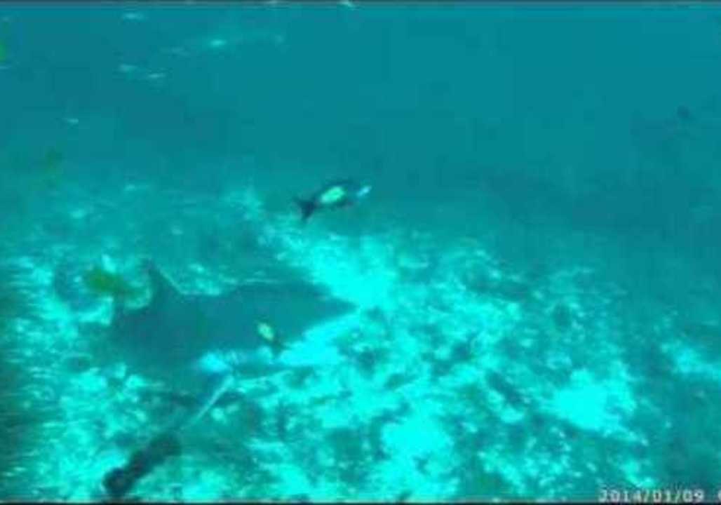Diver Encounters Shark Cleaning Station