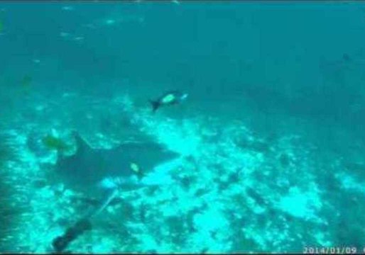Diver Encounters Shark Cleaning Station