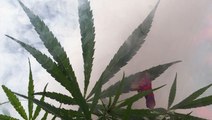 American States Legalize Weed, Mexican Farmers Burn Their Crops