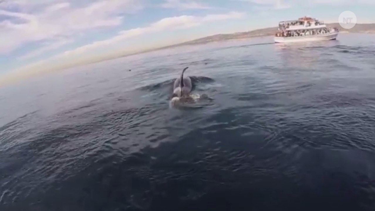 Watch This Paddleboarder Swim With Killer Whales video Dailymotion