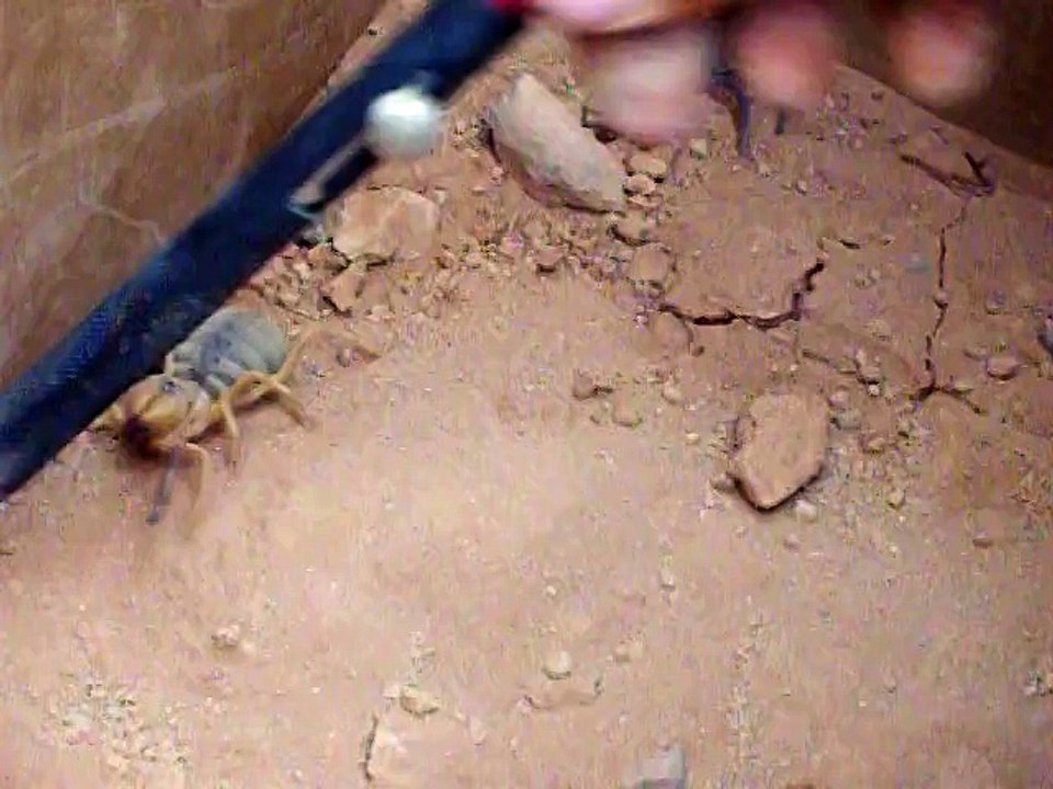 Camel Spider and Black Scorpion Fight in Iraq - video Dailymotion