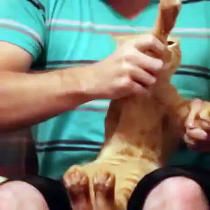 Amazing Cat Dances on Beats