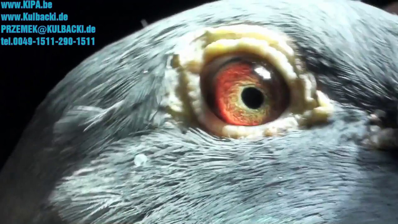 11-02-2014 SAMICE Best hens of Edmund Müller Krak,Janssen,Hartogs 41,Schellens,Meulemans,Schmierblau