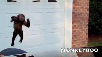 Monkey Cleans the House