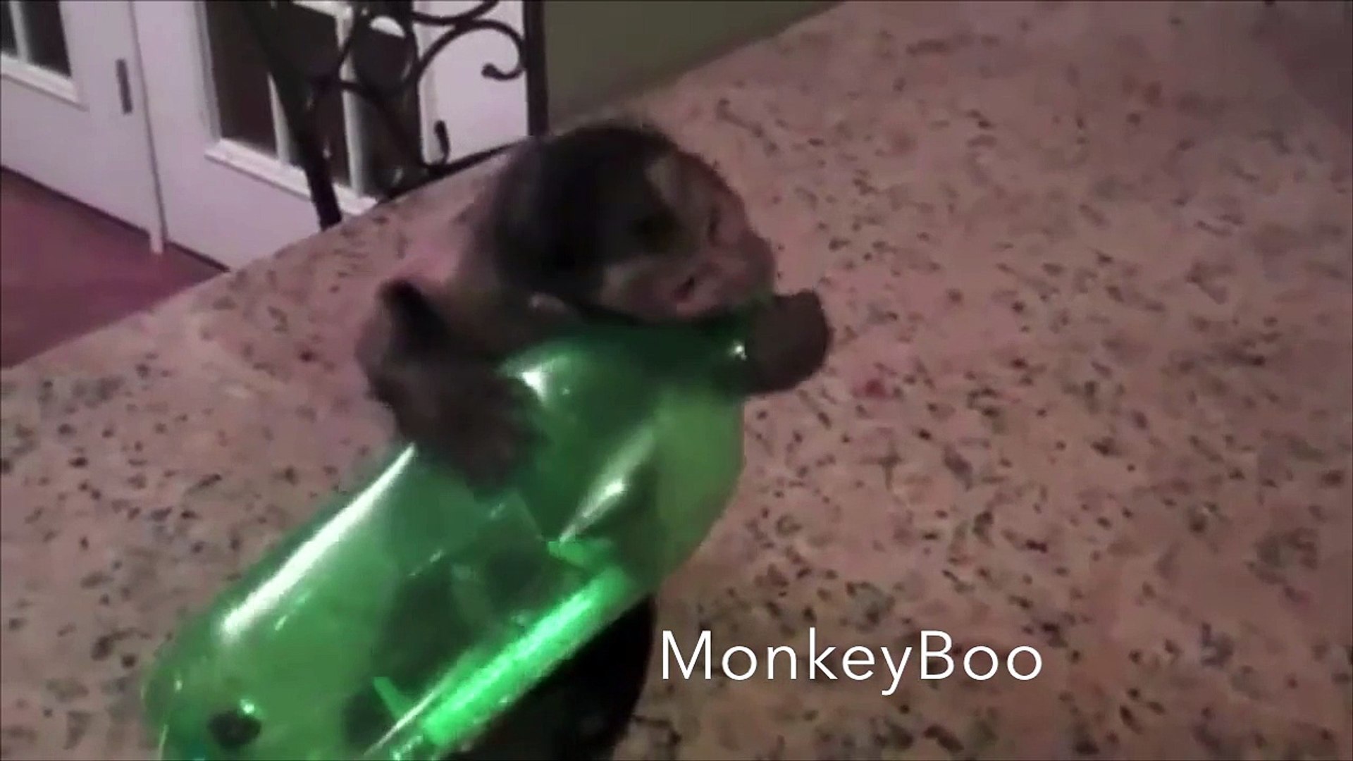 Monkey vesus Bottle! SMART MONKEY!
