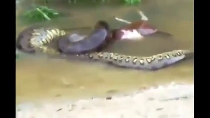 World's Largest Snake found alive in Mexico