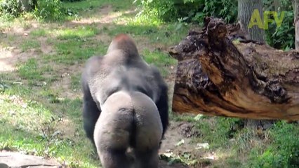 Funny monkey videos Clips