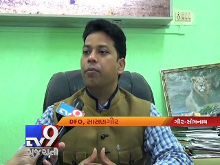 Scientific method to help count lion population, Gir-Somnath - Tv9 Gujarati