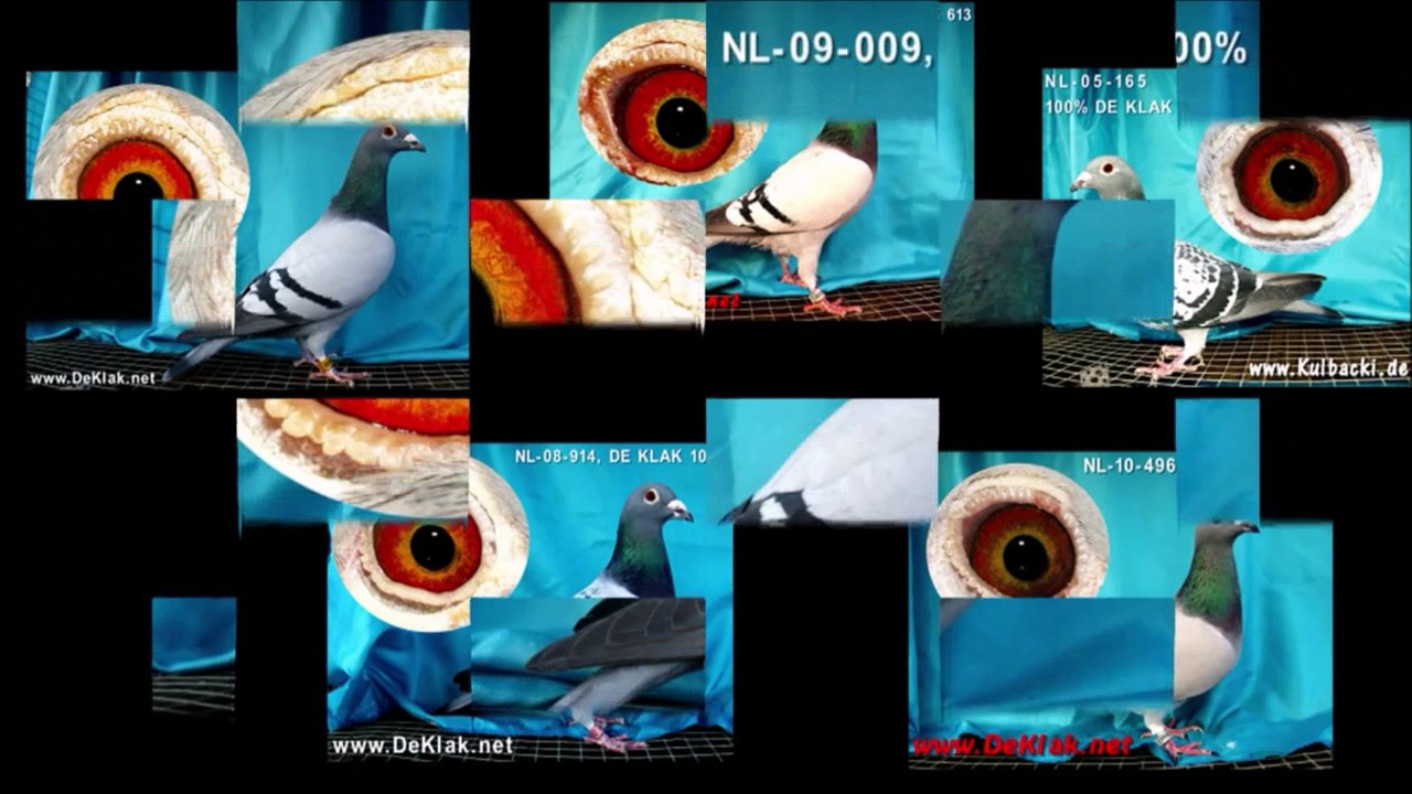 100% DE KLAK 613, Kulbacki importuje tylko najlepsze golebie z Belgi i Holandi do swojego rozplodu!